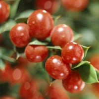 Butchers Broom